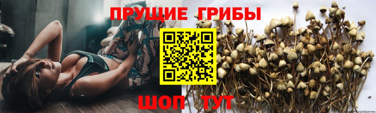 Скопин  Галлюциногенные грибы Psilocybine cubensis  Вход с VPN 